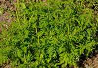 JKP &quot;Zelenilo&quot; Pančevo će nastaviti do kraja vegetacionog perioda da uklanja ovu alergenu biljku sa površina na kojima je zabeležena