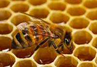  U vrtićima o pčelama i njihovom značaju za život i opstanak čoveka, i o važnosti meda za ljudsku ishranu