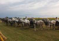 U Dolovu je održana još jedna Fijakerijada i okupila je veliki broj učesnika, ali i ljubitelja fijakera i paradnih konja 