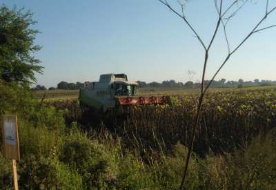 Počela akcija skidanja useva sa uzurpiranog poljoprivrednog zemljišta u državnoj svojini u Pančevu