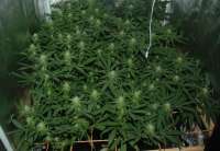 U dvorištu osumnjičenog otkrivene su stabljike marihuane u sirovom stanju težine oko kilogram i 700 grama