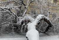 Stablo je palo usled težine snega