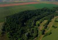 Hrastova šuma u Dolovu, detalj iz dokumentarnog filma