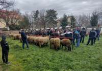 Udruženje ovčara iz Dolova okupilo je 17. marta na prostoru iza zgrade Mesne zajednice u Dolovu 36 grla od 25 uzgajivača