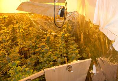 Na teritoriji opštine Kovin, pronađena je laboratorija u kojoj je uzgajana marihuana, opremljena lampama, ventilatorima, trafoima i tajmerima za uzgajanje opojne droge u veštačkim uslovima