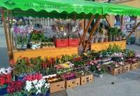 Radnici JKP „Zelenila“ su se potrudili da, danas i sutra, od 8 do 16 časova, na dve tezge, u ulici Vojvode Radomira Putnika, kod Korzoa u Pančevu, ponude razne vrste lepog i pristupačnog saksijskog cveća