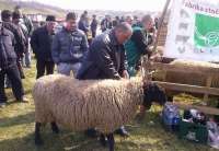 X izložba ovnova održana je 19. marta u Dolovu