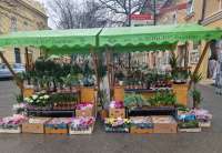 Radnici JKP „Zelenilo“ su se potrudili da, na dve tezge, u ulici Vojvode Radomira Putnika, kod Korzoa, ponude razne vrste lepog i pristupačnog saksijskog cveća