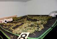 Pretresom njegove kuće, u laboratoriji sa opremom za uzgoj marihuane, pronađeno je oko 598 grama polusuvog kanabisa, tri mladice ove biljke, kao i suva biljka upakovana u teglu