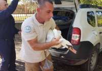 Čuvar parka prirode Ponjavica u akciji spašavanja labuda u krugu fabrike aviona Utva Pančevo