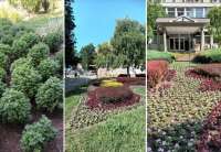 U okviru letnje sadnje, JKP Zelenilo Pančevo je pripremilo više od 40.000 komada cvetnog rasada