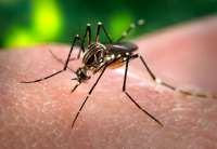 Na 15 lokacija u gradu i selima imamo značajno veću brojnost kućnih komaraca, a na dva mesta značajno je povećana i brojnost rečnih formi na Karauli i kod farme Stari Tamiš, blizu Nadele