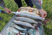 Oni su zatečeni u čamcu na kanalu Dunav-Tisa-Dunav prilikom vađenja mreža, gde je tom prilikom kod njih nađeno devet mreža od po trideset metara za privredni ribolov kao i nekoliko komada ribe smuđ, štuka, bandar, bodorka i crvenperka