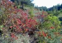 Organizator je Planinarsko društvo “Jelenak” iz Pančeva